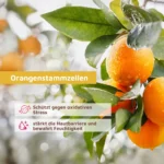 Orangenstammzellen gegen Poren