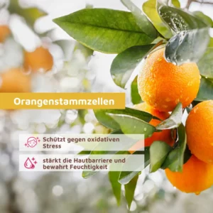 Orangenstammzellen gegen Poren